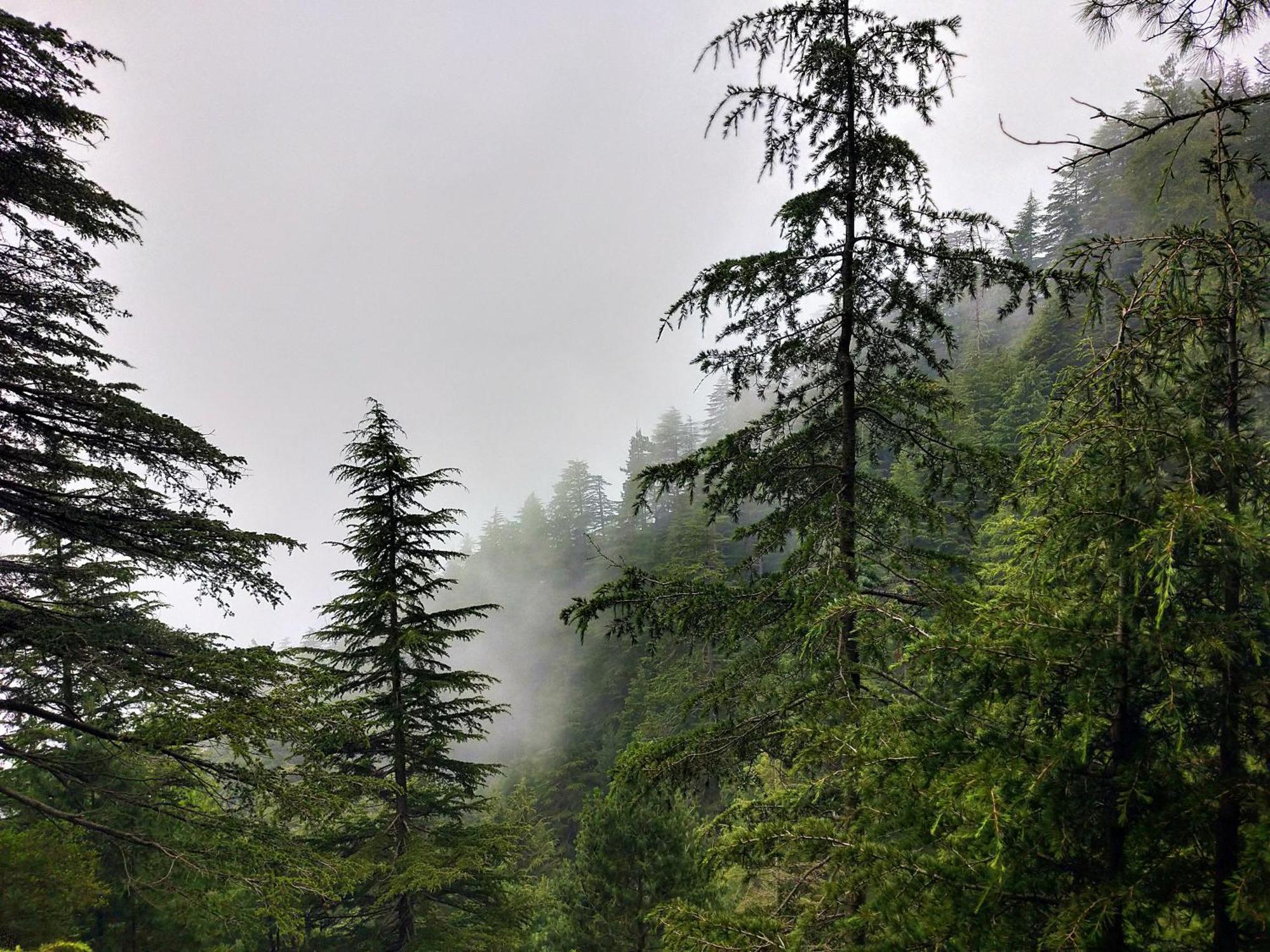 Neha Homestay Shimla Exterior foto